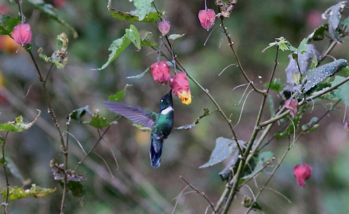 kolibřík bělohrdlý - ML69302811