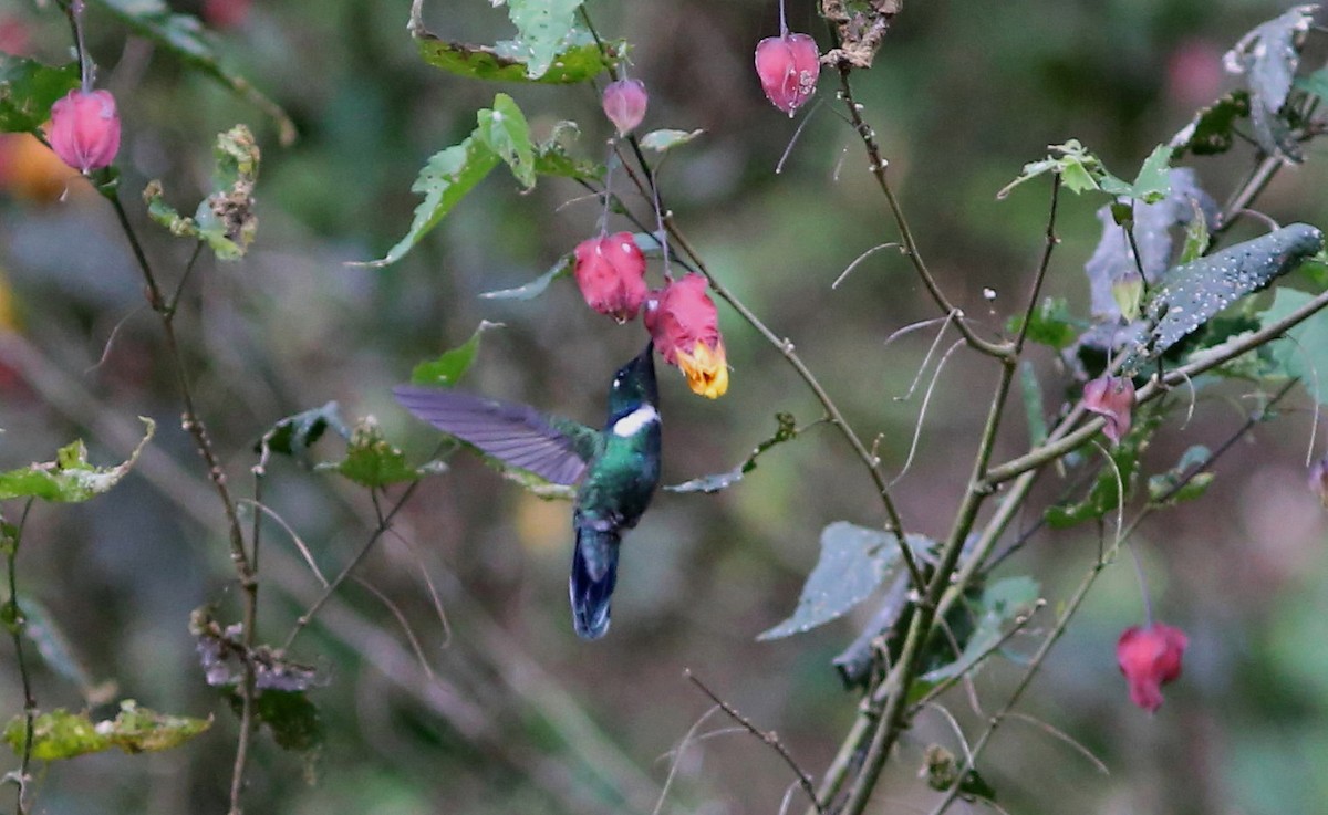 White-throated Daggerbill - ML69302811