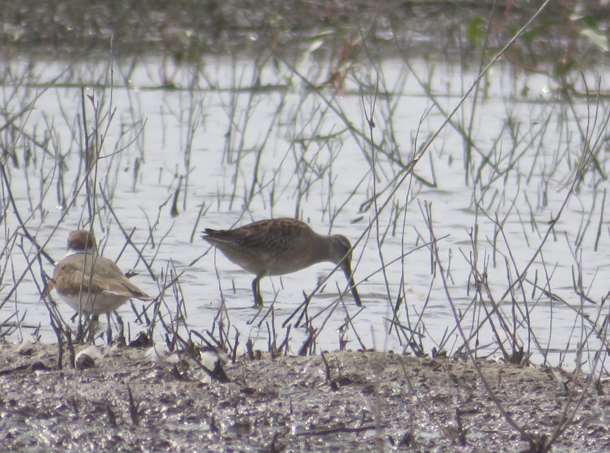 Long-billed Dowitcher - amy silver