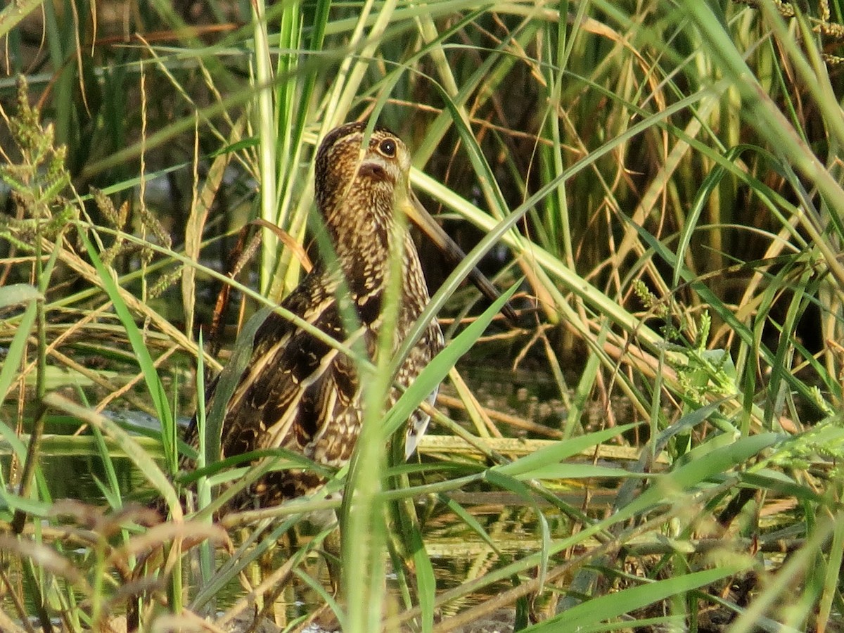 Wilson's Snipe - ML69303131