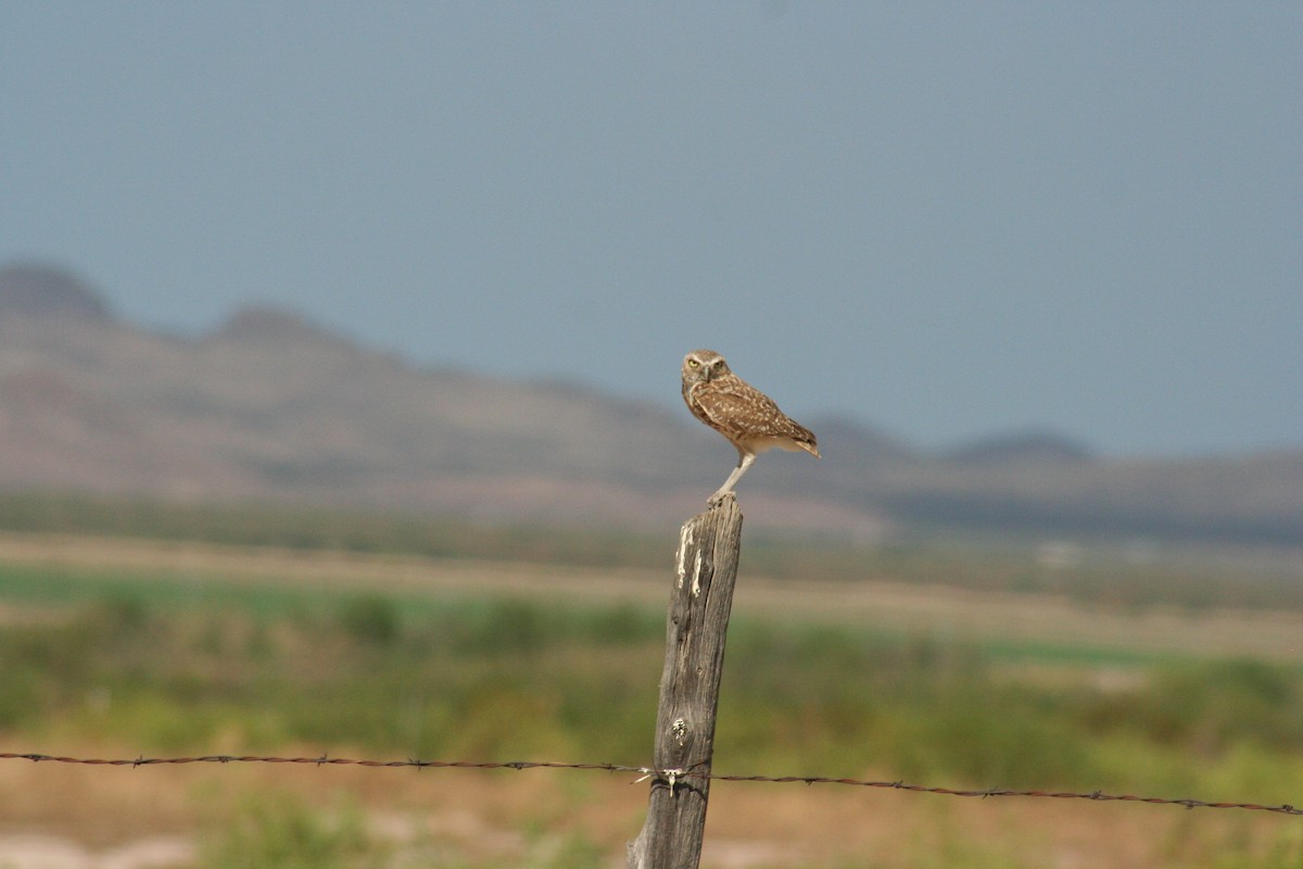 Burrowing Owl - Brendan  Fogarty