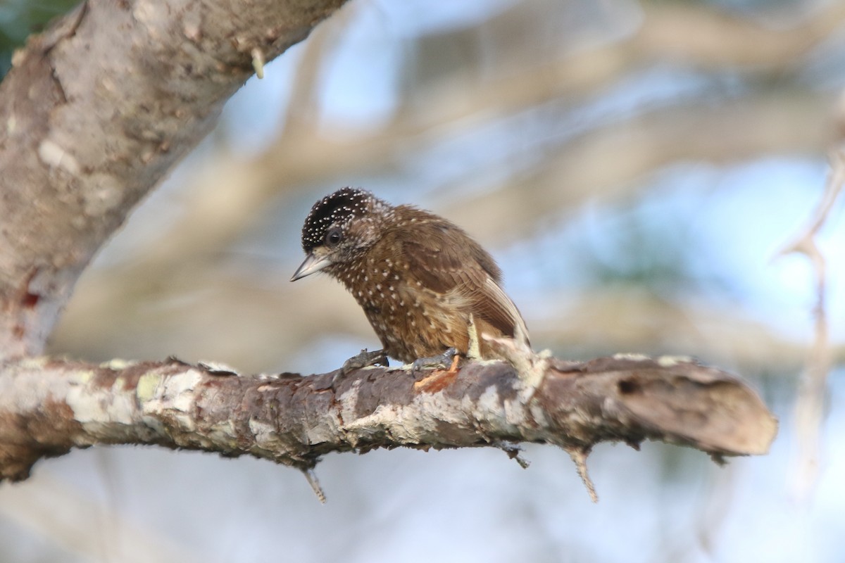 Spotted Piculet - Ian Thompson