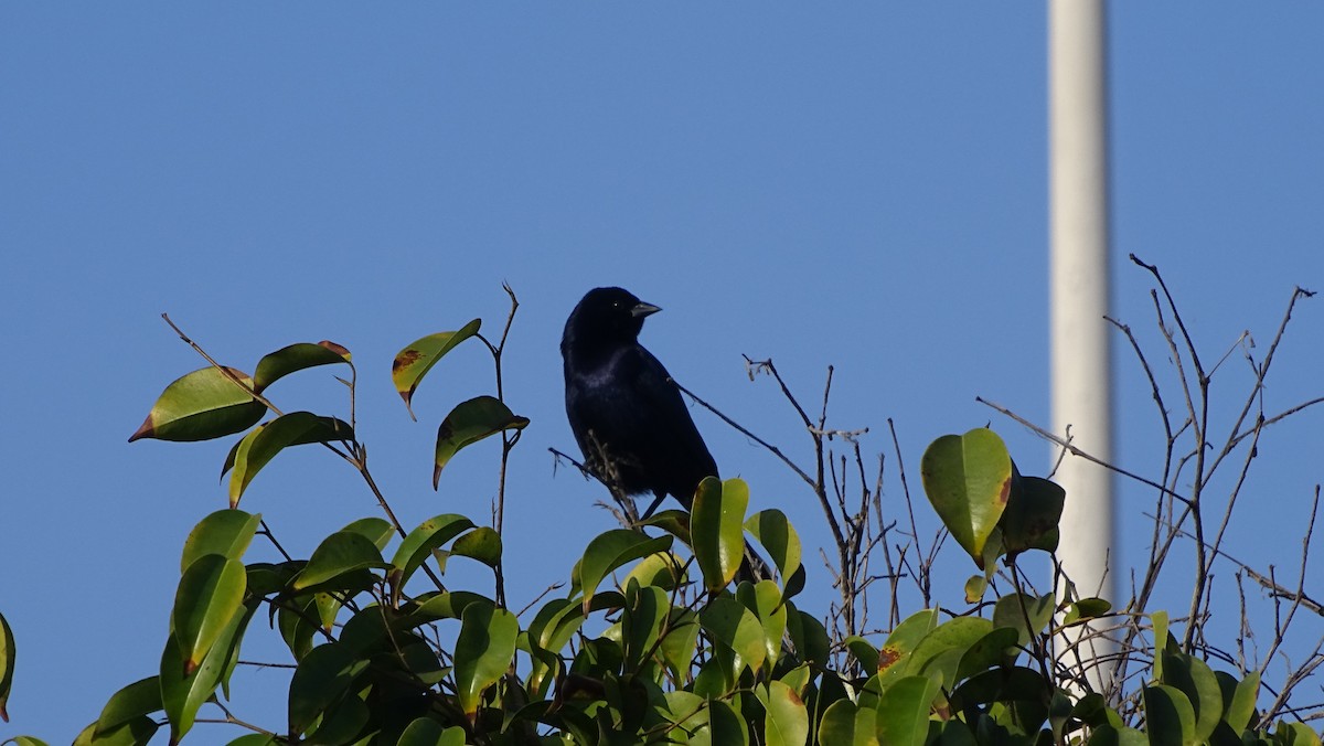 Shiny Cowbird - ML69306101