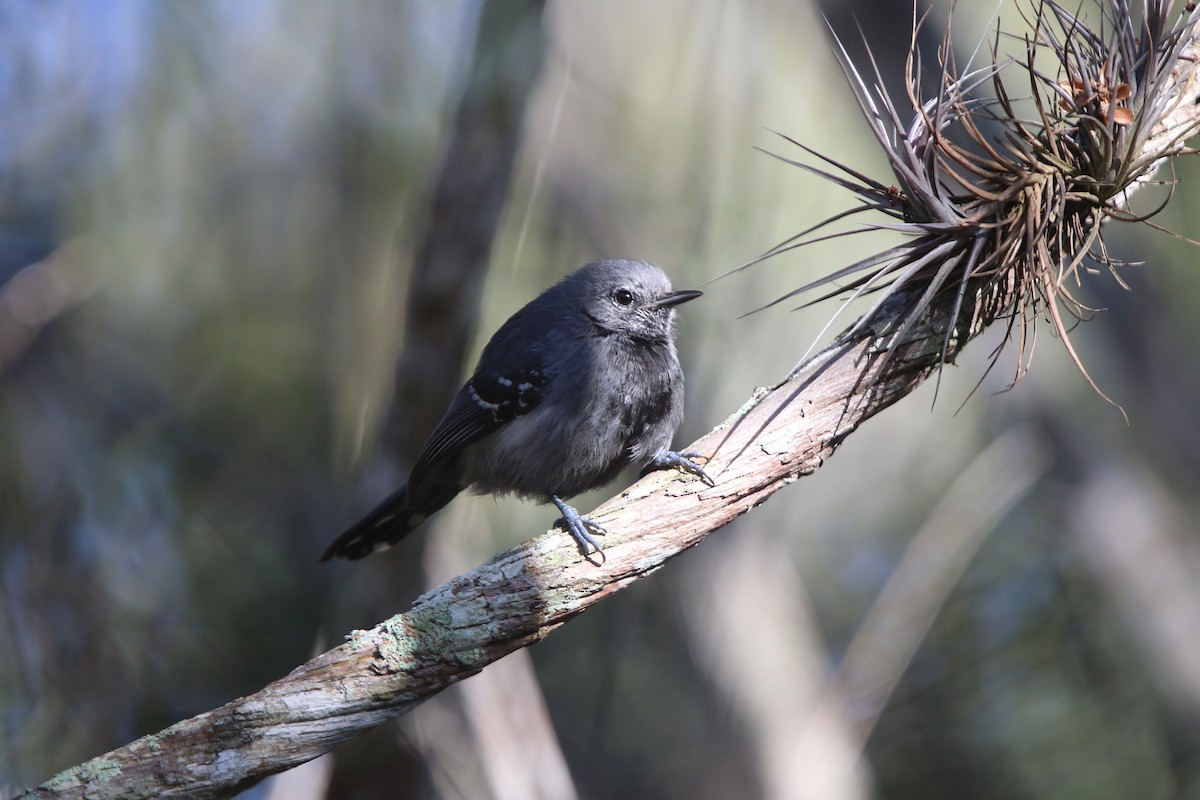 Narrow-billed Antwren - Ian Thompson