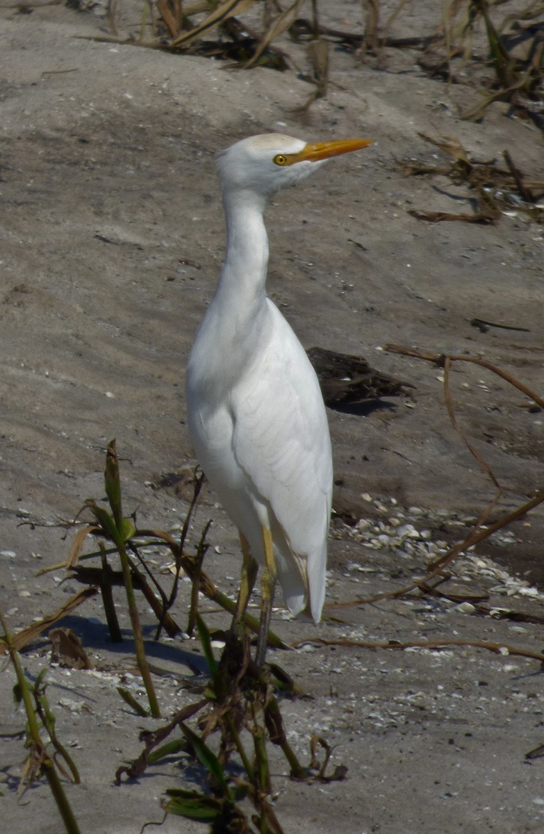 Western Cattle Egret - David True