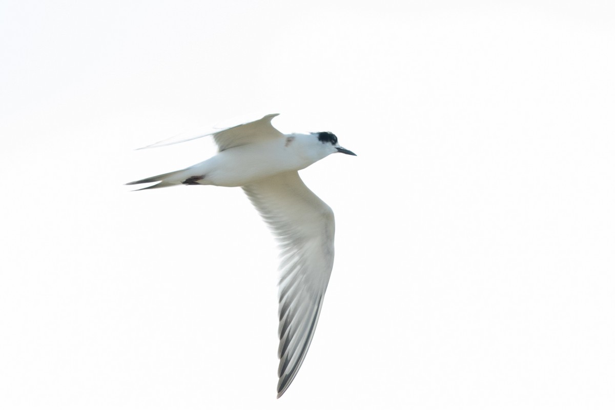 Forster's Tern - ML69309641