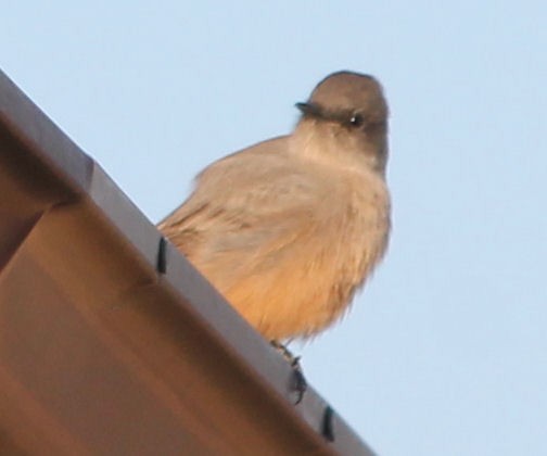 Say's Phoebe - ML69310061