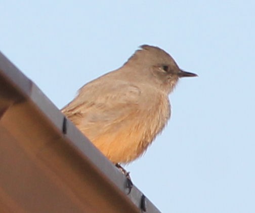 Say's Phoebe - ML69310071