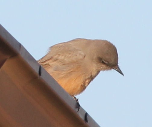 Say's Phoebe - ML69310081