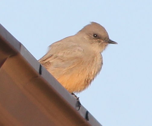 Say's Phoebe - ML69310091
