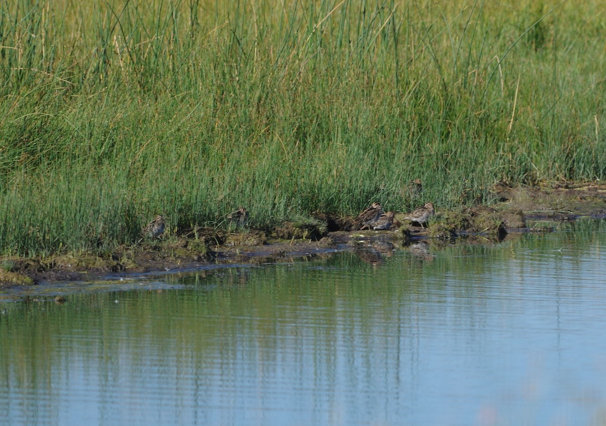 Wilson's Snipe - Brenda Wright