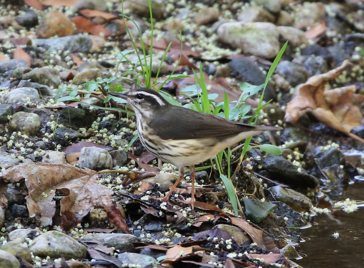 Louisiana Waterthrush - Tom Benson