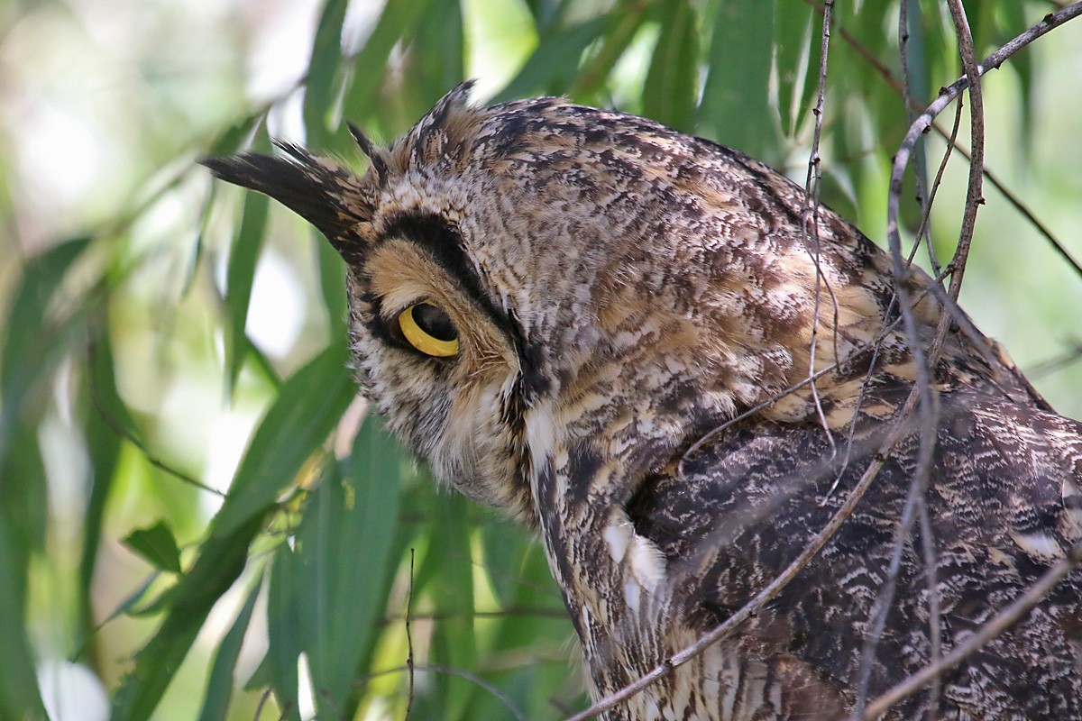 Great Horned Owl - Richard Fray