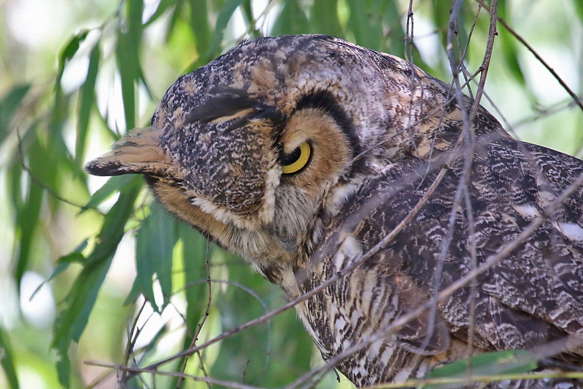 Great Horned Owl - Richard Fray