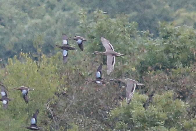 Northern Pintail - Steve Pagans