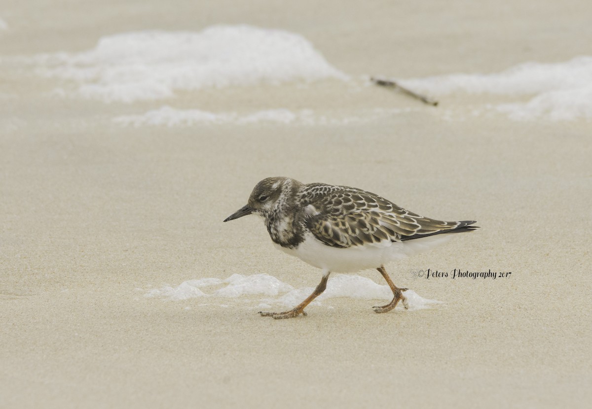 Ruddy Turnstone - ML69314281