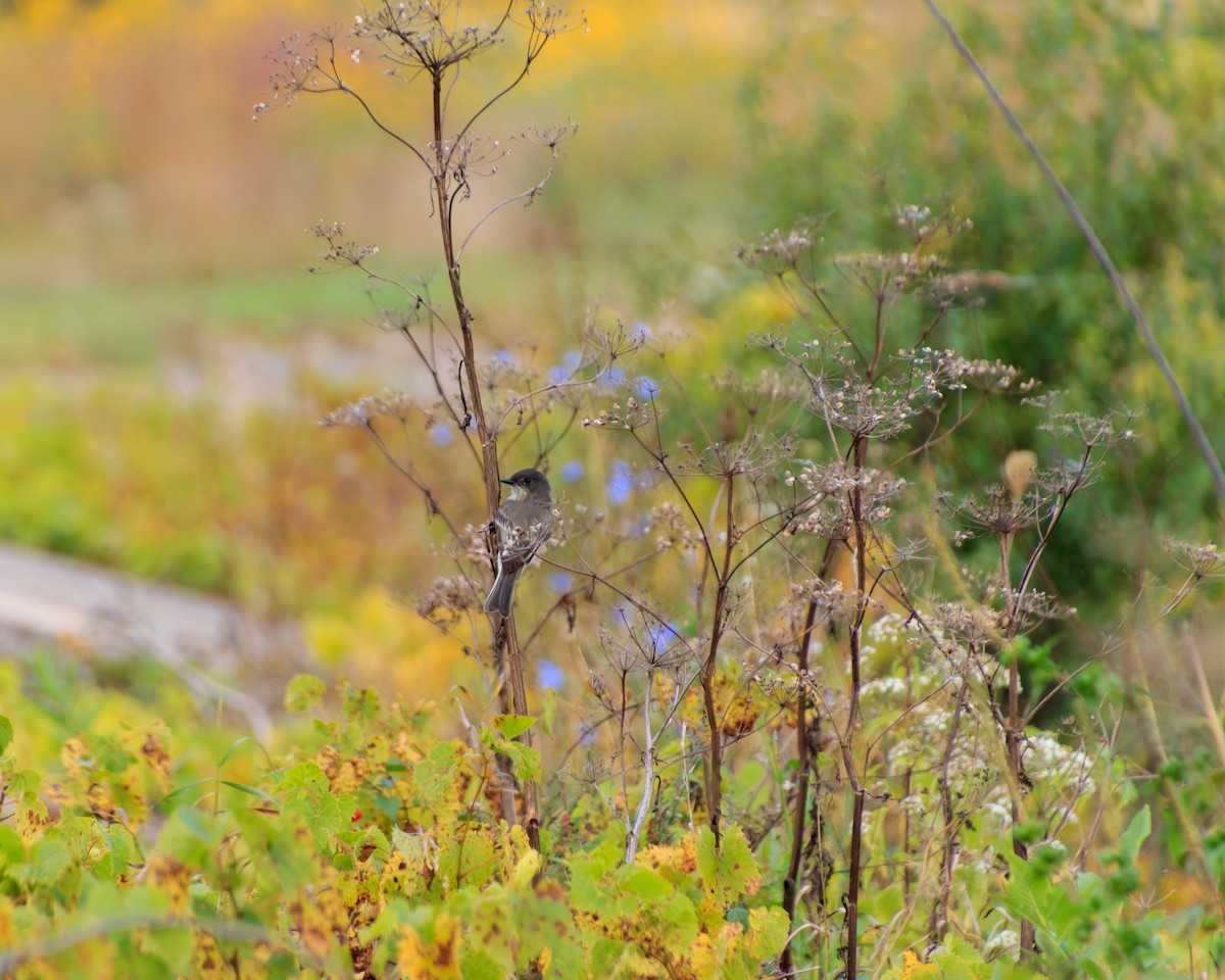 Eastern Phoebe - ML69314341