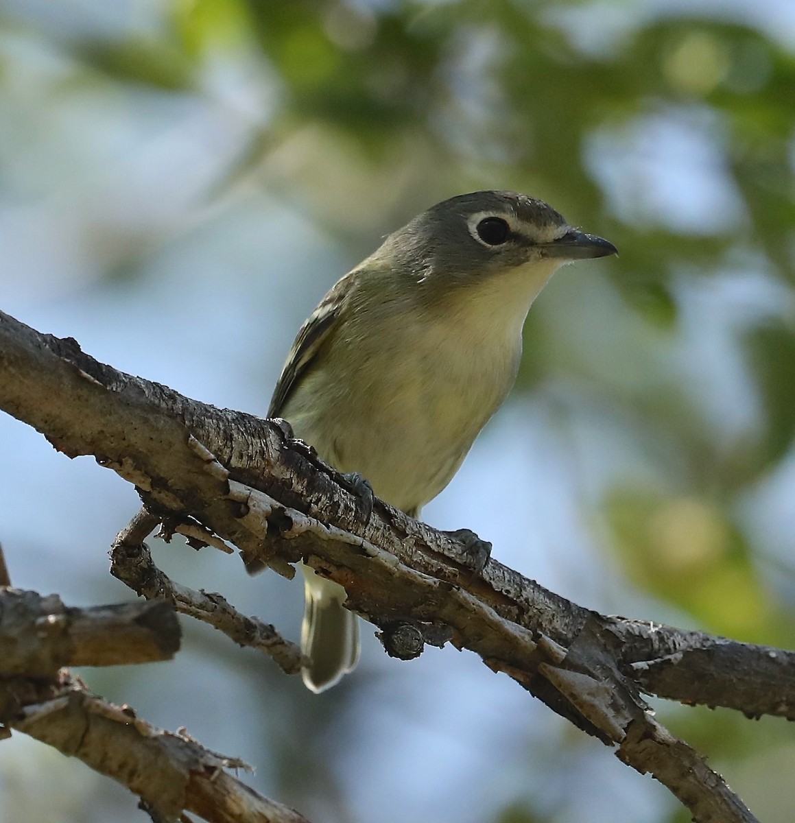 Cassin's Vireo - ML69314421