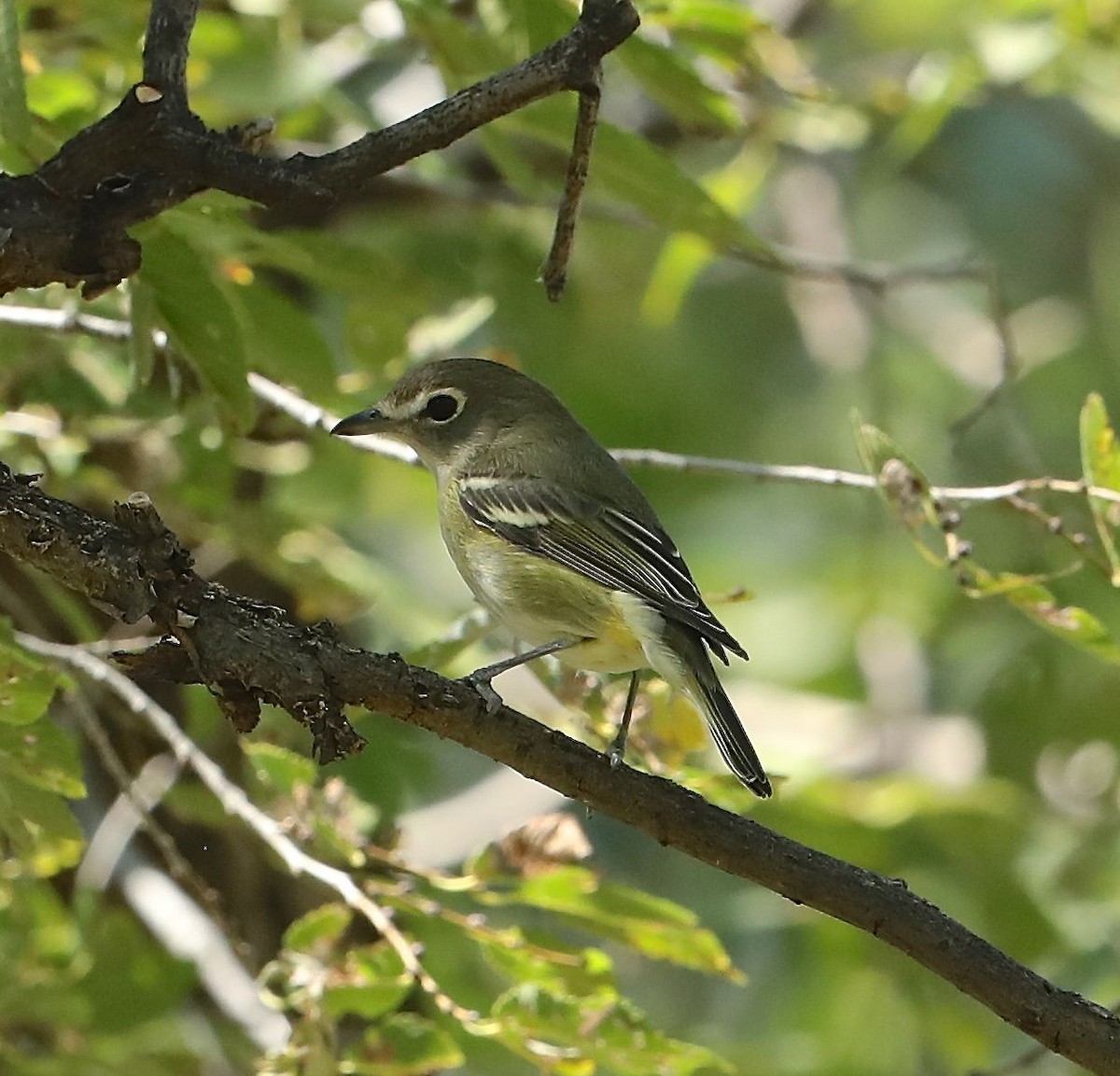 Cassin's Vireo - ML69314451
