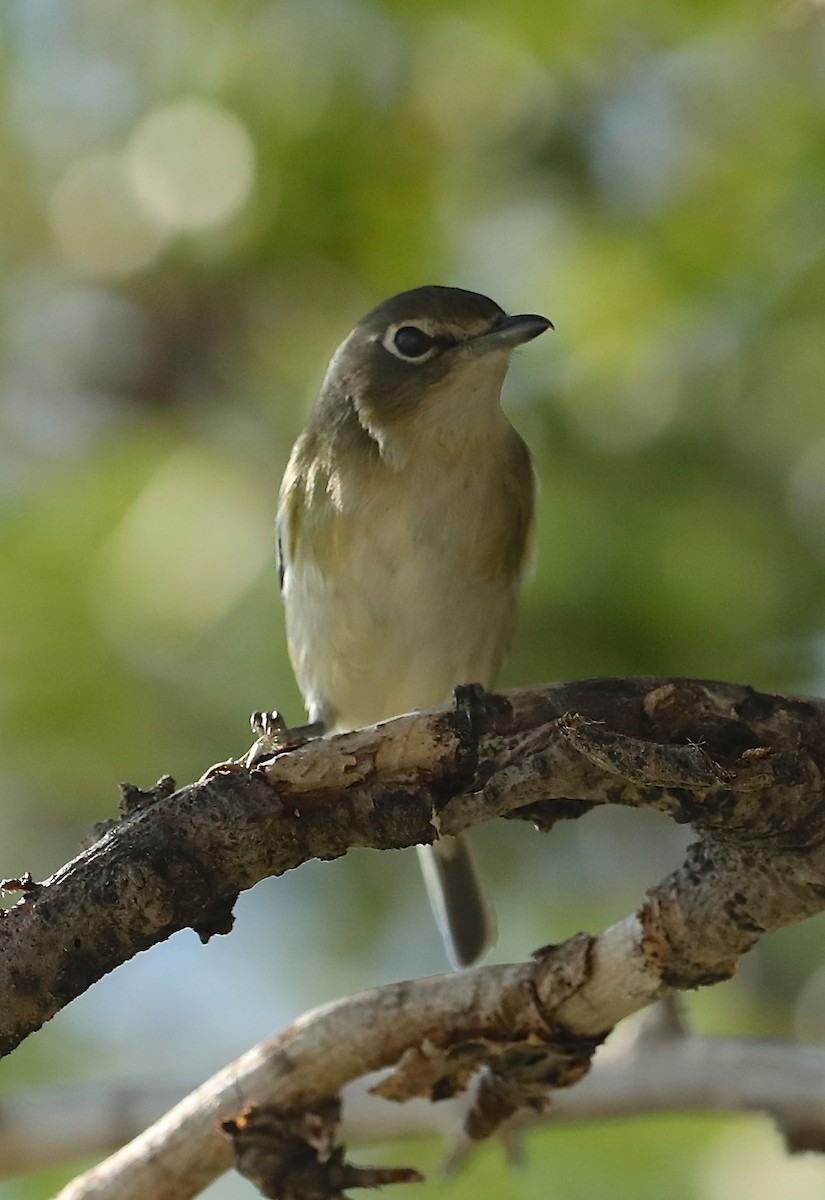 Cassin's Vireo - ML69314471