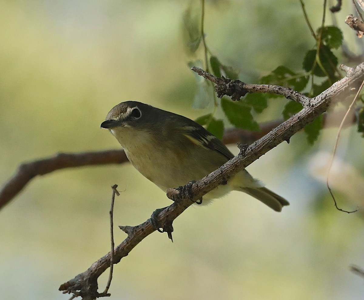 Cassin's Vireo - ML69314491
