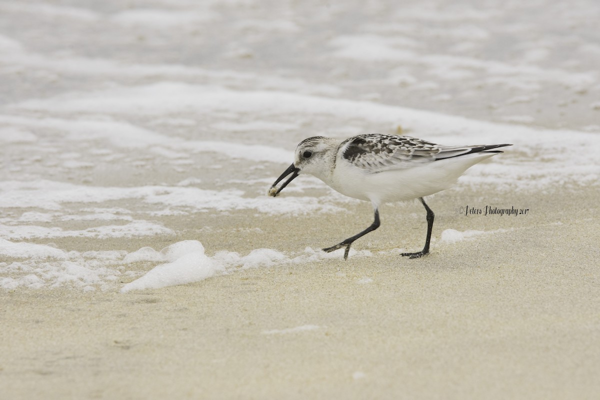 Bécasseau sanderling - ML69314611