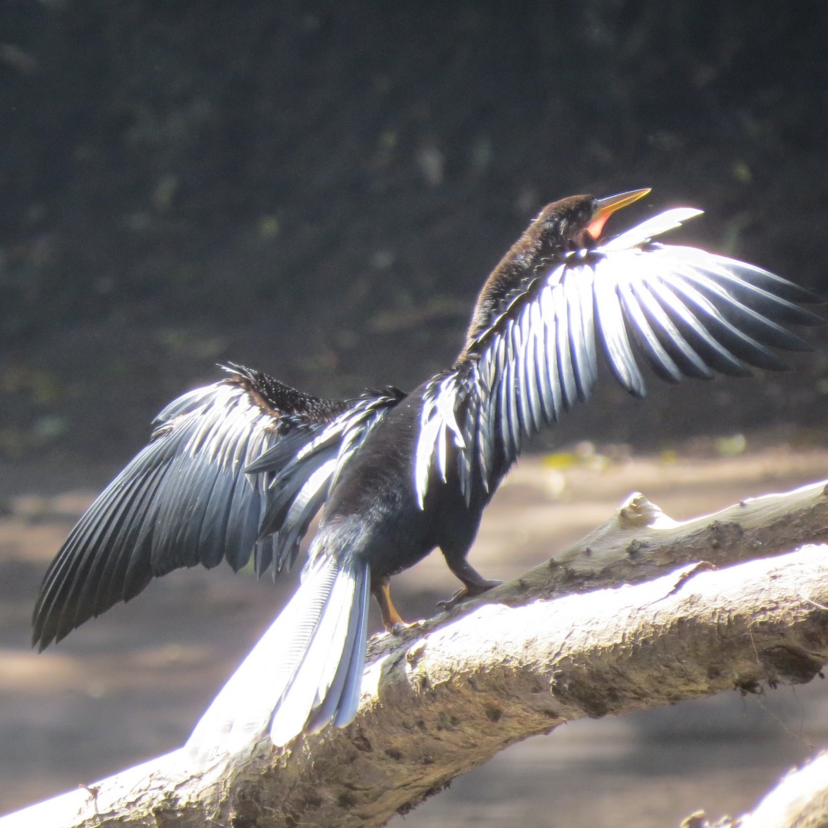 Anhinga d'Amérique - ML69317051