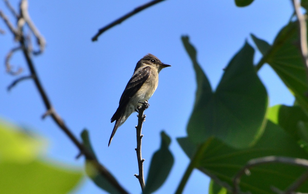 Western Wood-Pewee - ML69317261