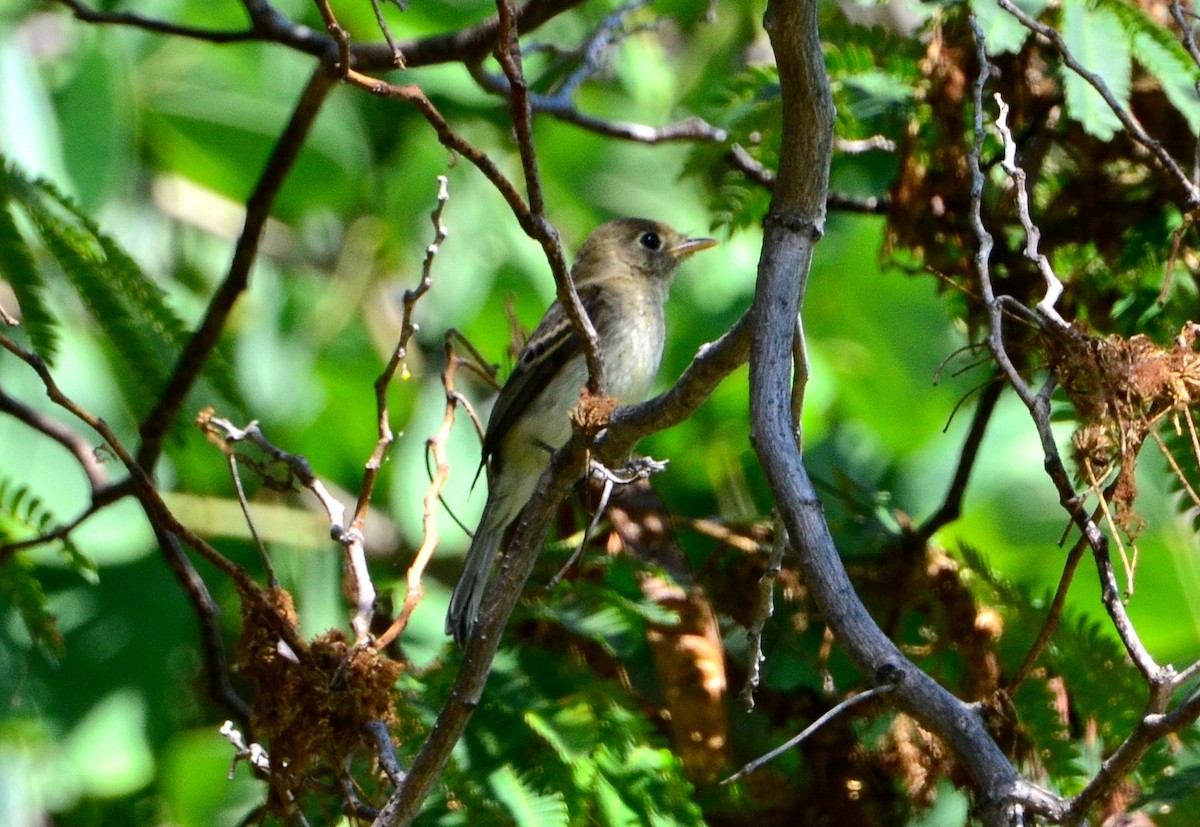 Western Flycatcher (Pacific-slope) - ML69317271