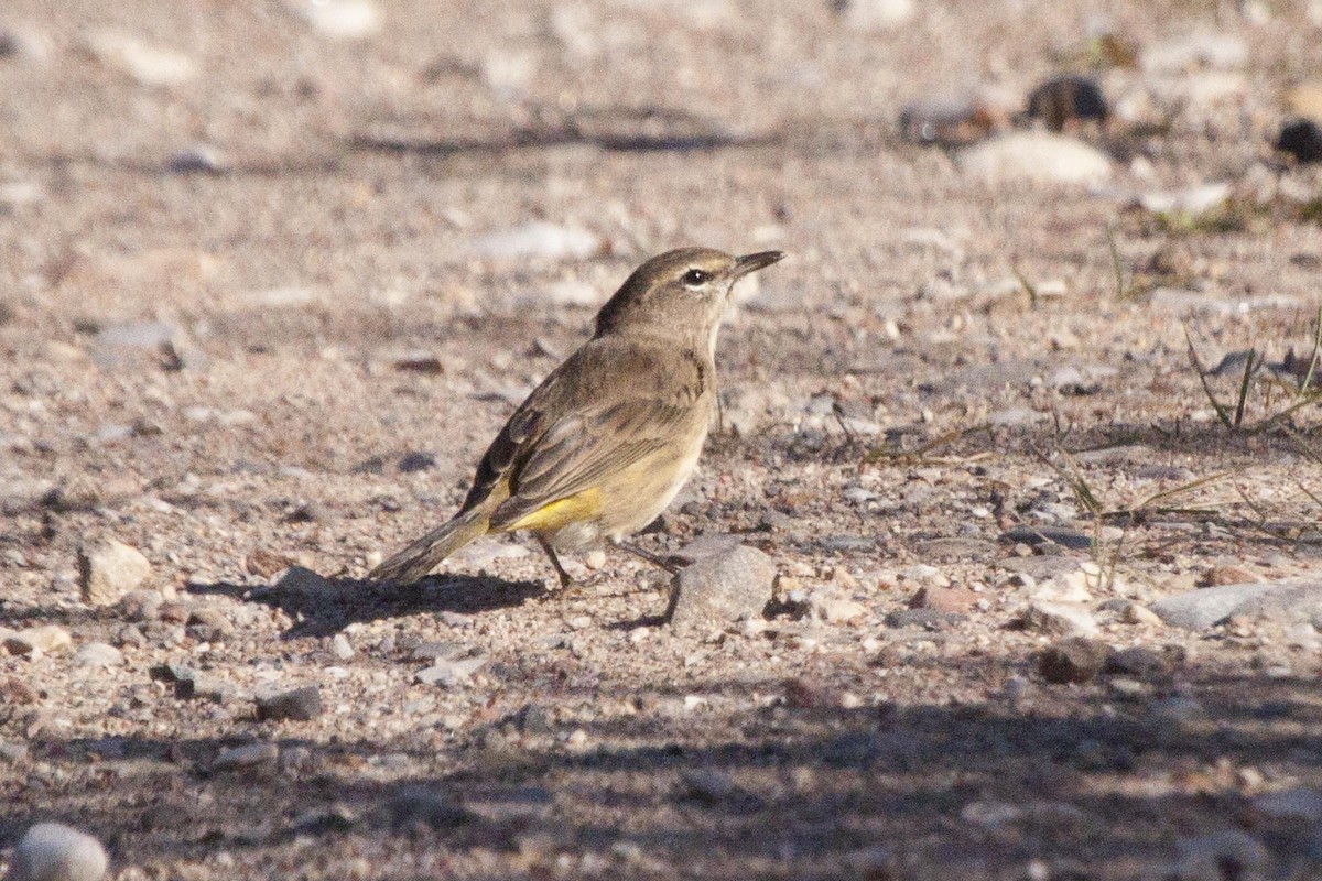 Palm Warbler (Western) - ML69318371