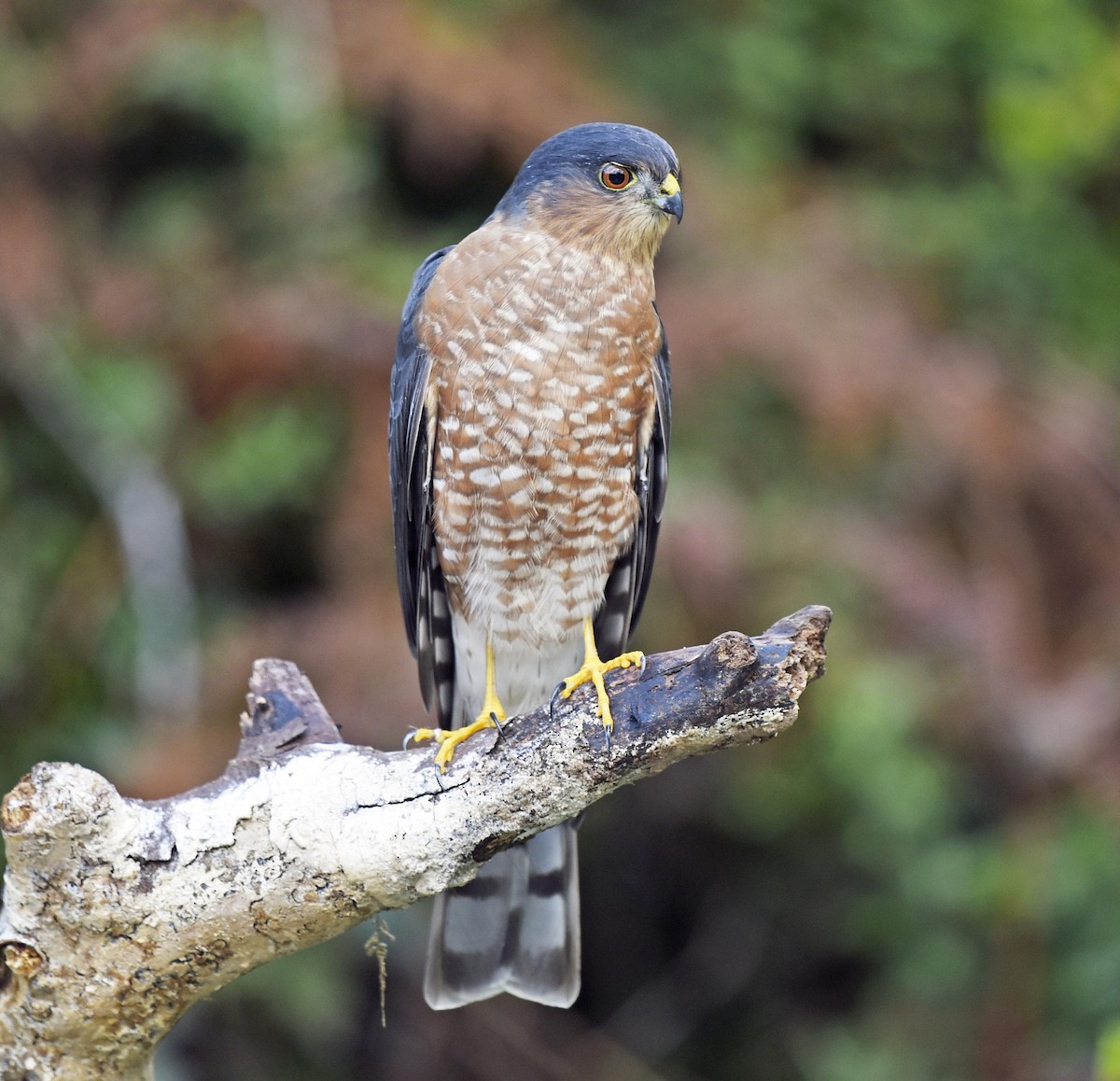 Sharp-shinned Hawk - Vickie Anderson