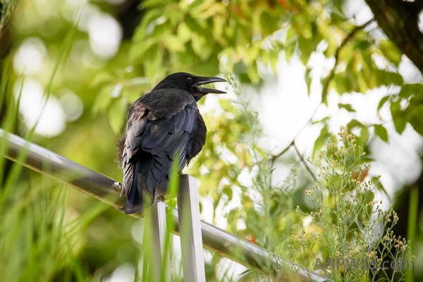 Large-billed Crow - ML69319751
