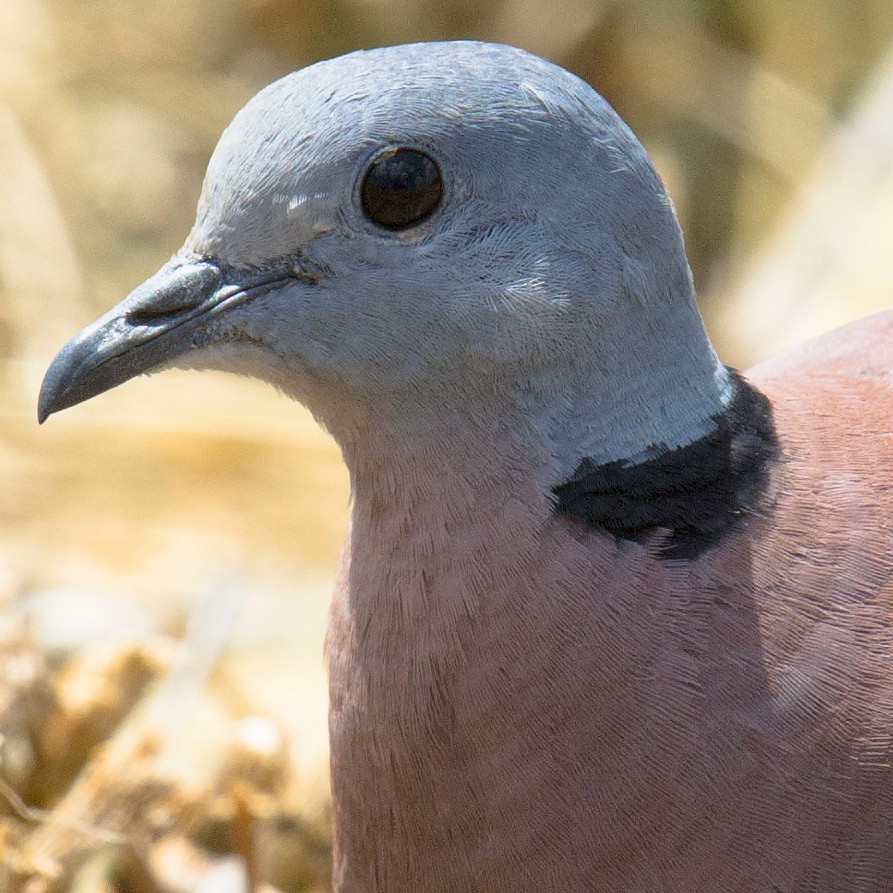 Red Collared-Dove - ML69321971