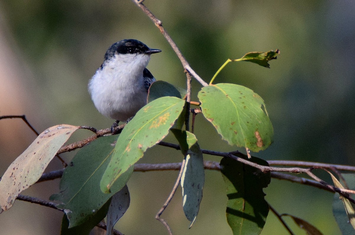 White-winged Triller - ML69322811