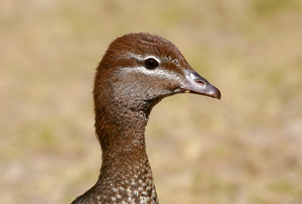 Maned Duck - Anonymous