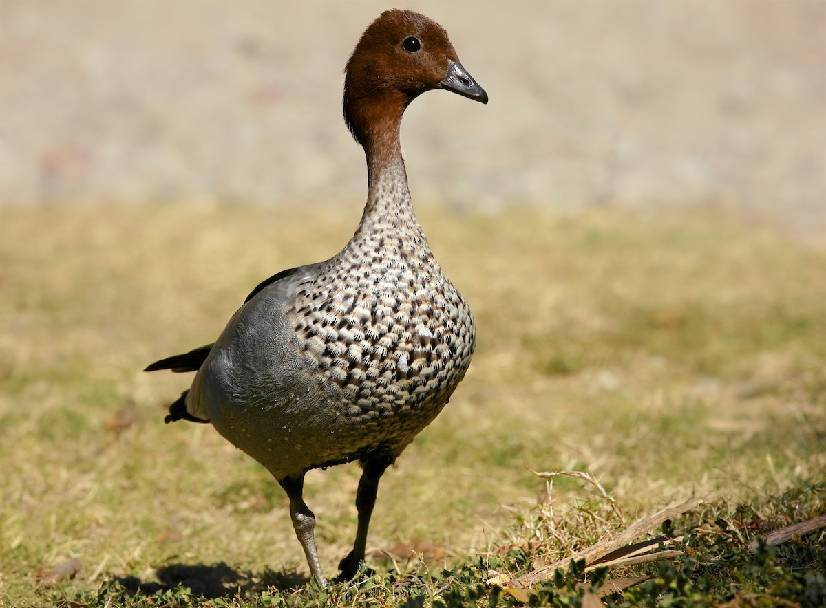Maned Duck - Anonymous