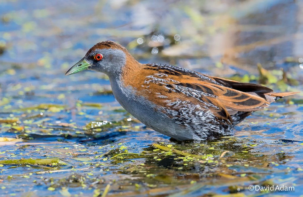 Baillon's Crake - David Adam