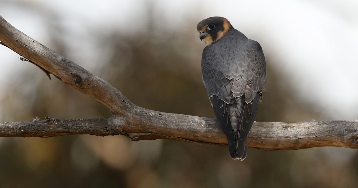 Australian Hobby - ML69324401