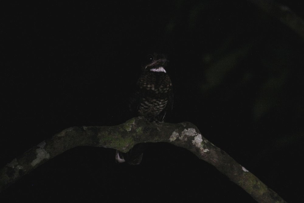 Bonaparte's Nightjar - ML69324421