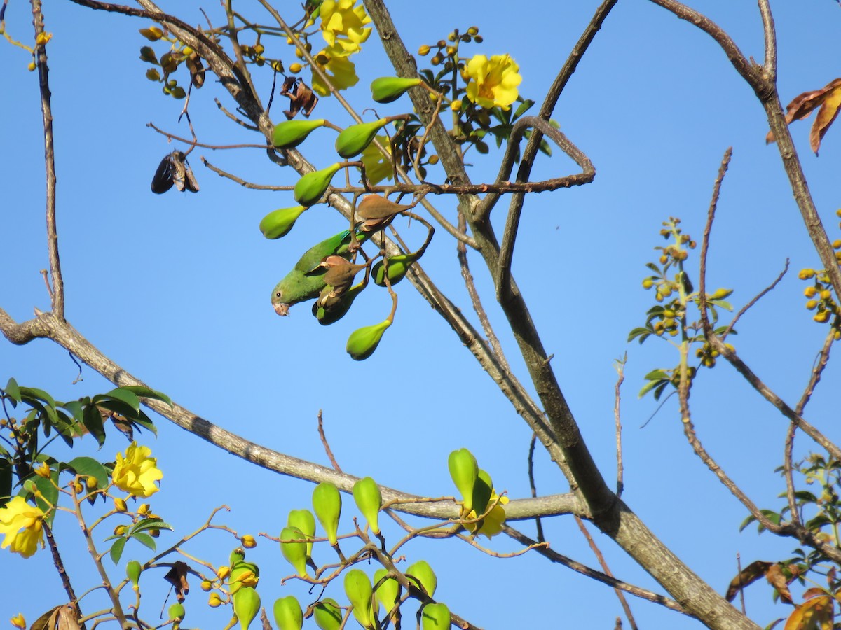 Cobalt-winged Parakeet - ML69324521