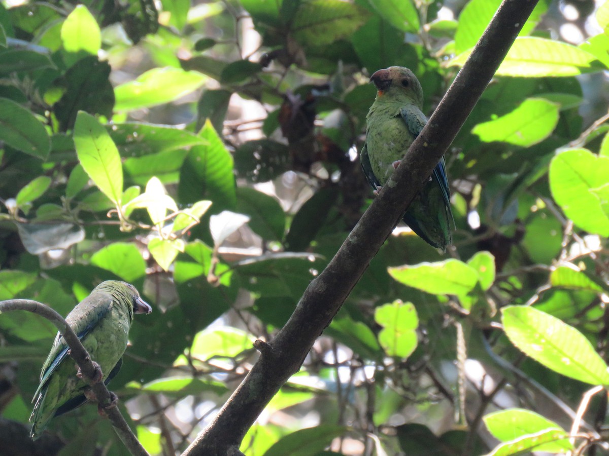 Cobalt-winged Parakeet - Hugo Foxonet