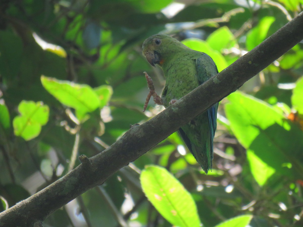 Cobalt-winged Parakeet - ML69325251