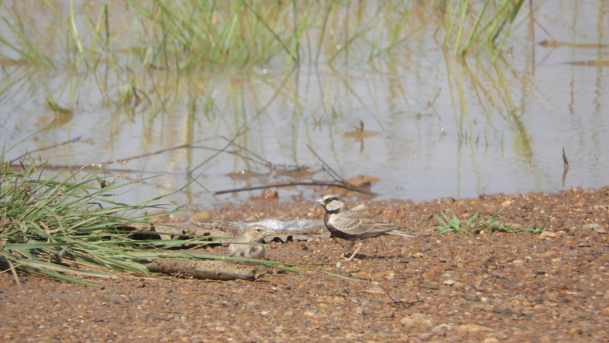 Ashy-crowned Sparrow-Lark - ML69325531
