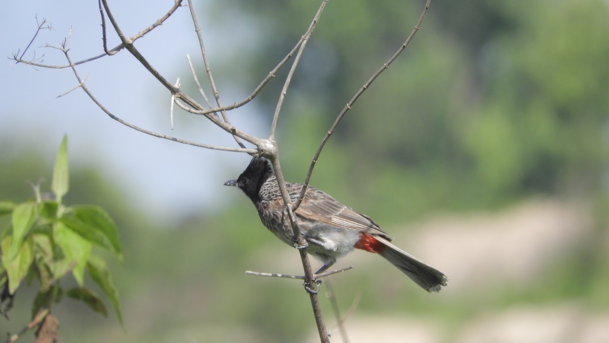Red-vented Bulbul - ML69325561