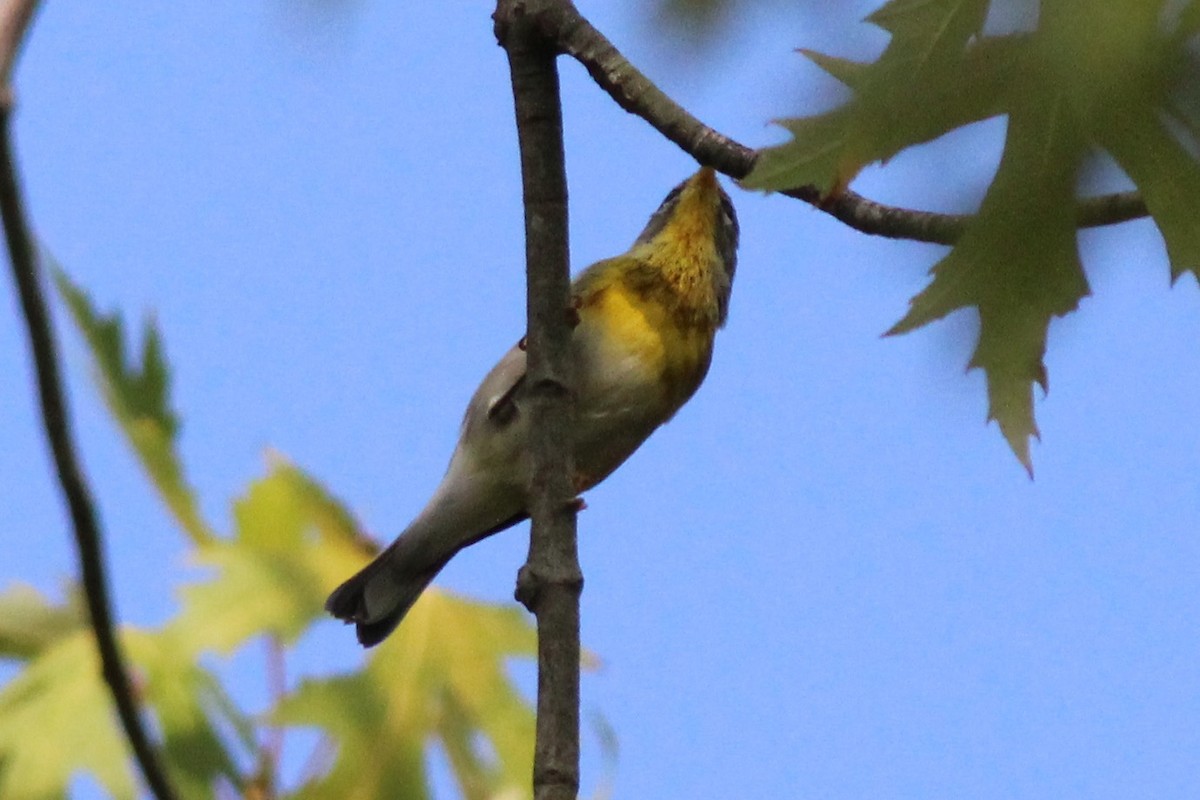 Northern Parula - ML69326411