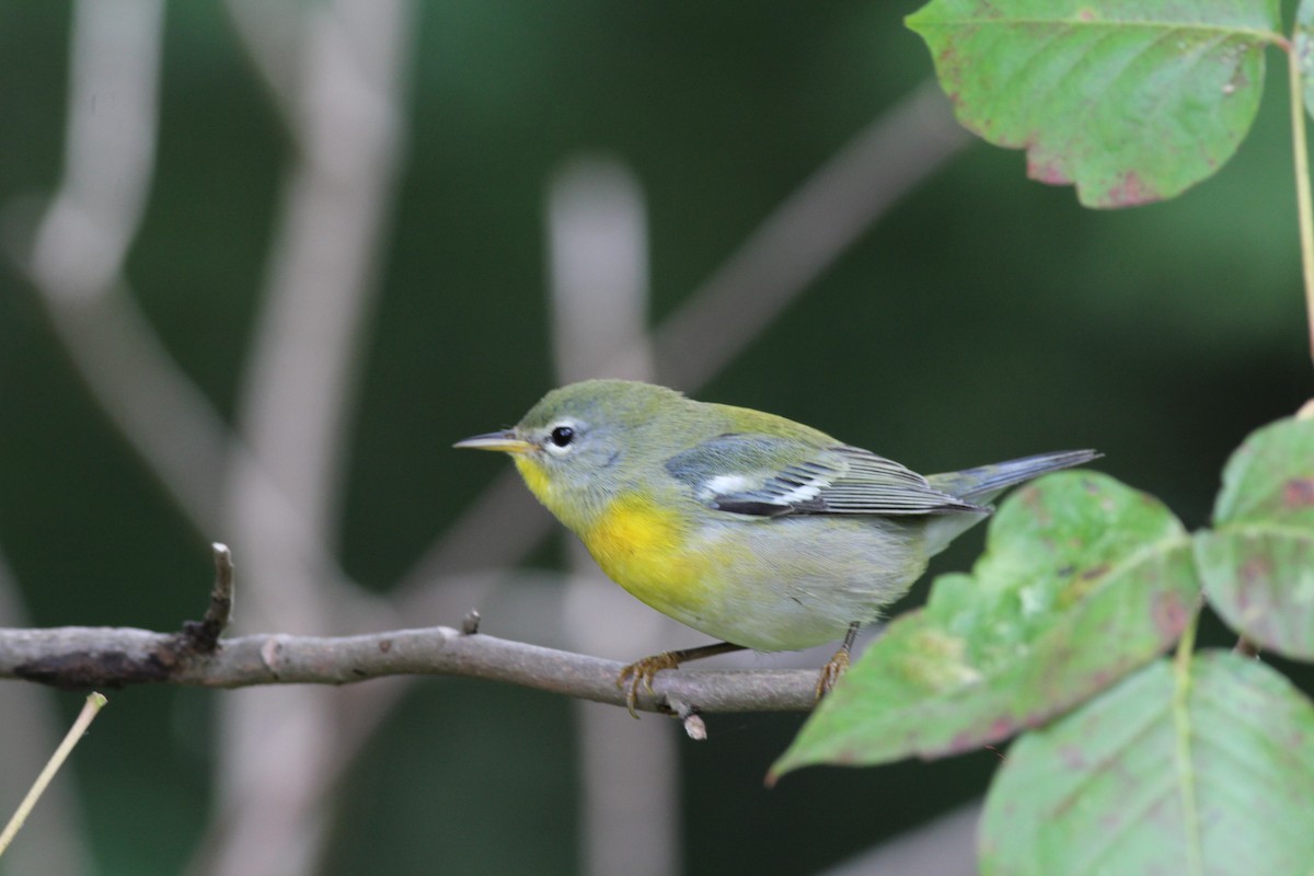 Northern Parula - ML69326421