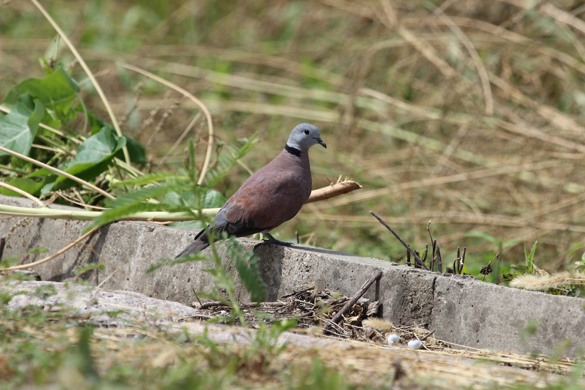 Red Collared-Dove - ML69326451