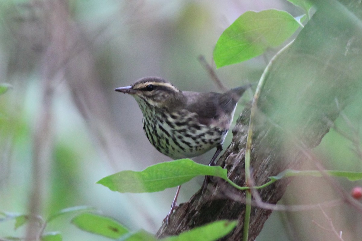 Northern Waterthrush - ML69326461