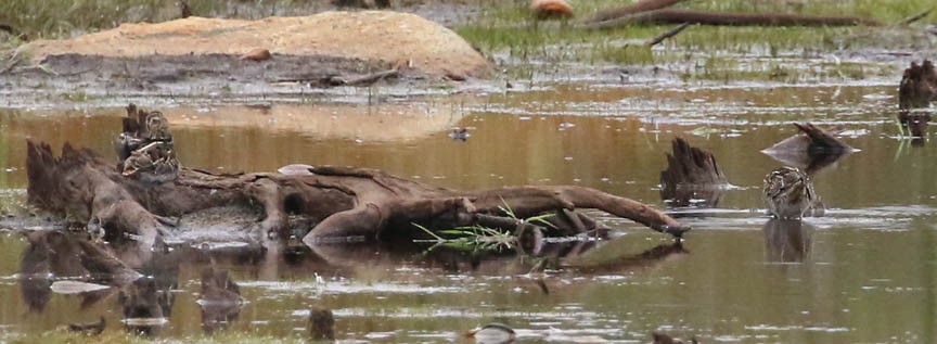 Wilson's Snipe - ML69327251