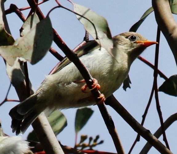 Brown-headed Honeyeater - ML69328021